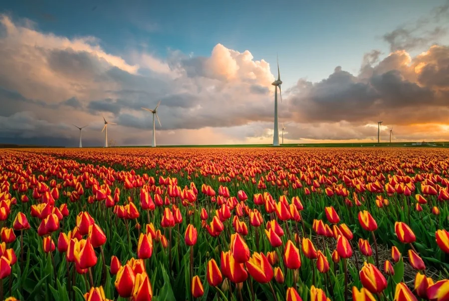 Noordoostpolder là một khu vực nằm ở phía đông bắc tỉnh Flevoland