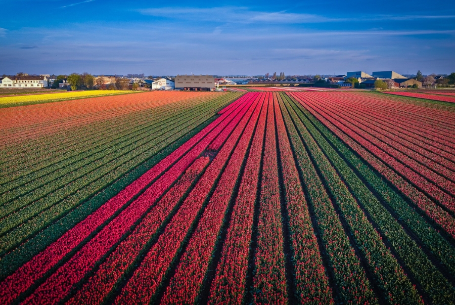 Các cánh đồng hoa tulip ở Haarlemmermeer thường được trồng rải rác dọc theo những con đường lớn