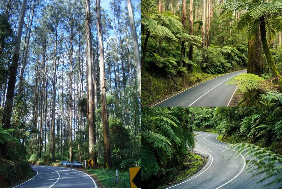 Black Spur Drive mang đến một khung cảnh rất thơ, rất bình yên