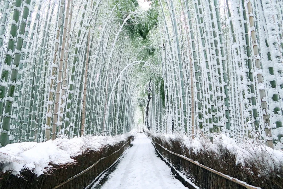Rừng tre Arashiyama là cảnh quan tự nhiên của Kyoto được hình thành từ nhiều thế kỷ trước