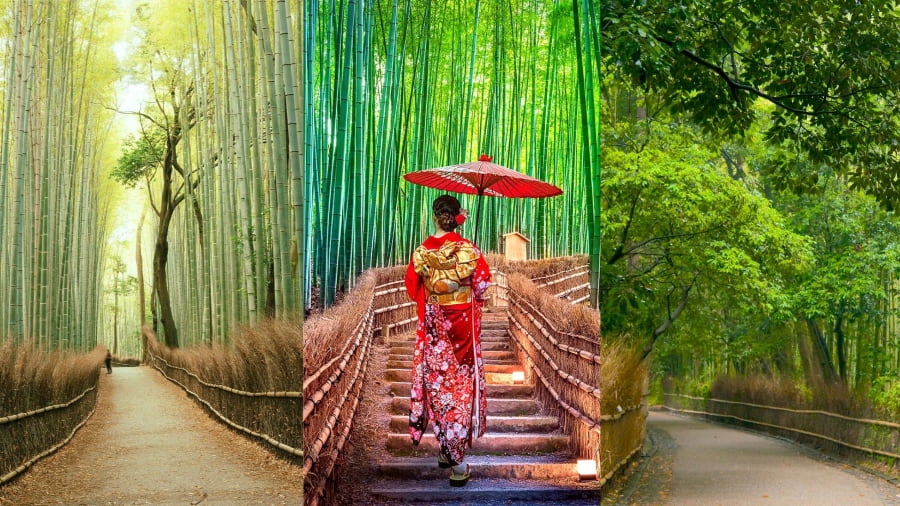 Rừng tre Arashiyama chắc hẳn là cái tên không thể không nhắc đến khi đi du lịch Nhật Bản