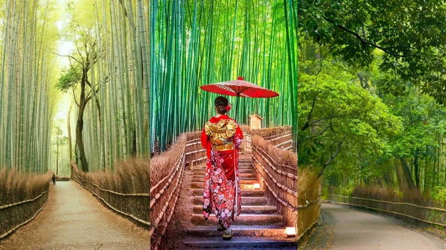 Rừng tre Arashiyama chắc hẳn là cái tên không thể không nhắc đến khi đi du lịch Nhật Bản
