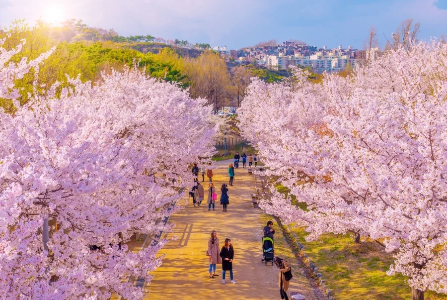 Khung cảnh Seoul mùa xuân tuyệt đẹp với hoa anh đào nở rộ