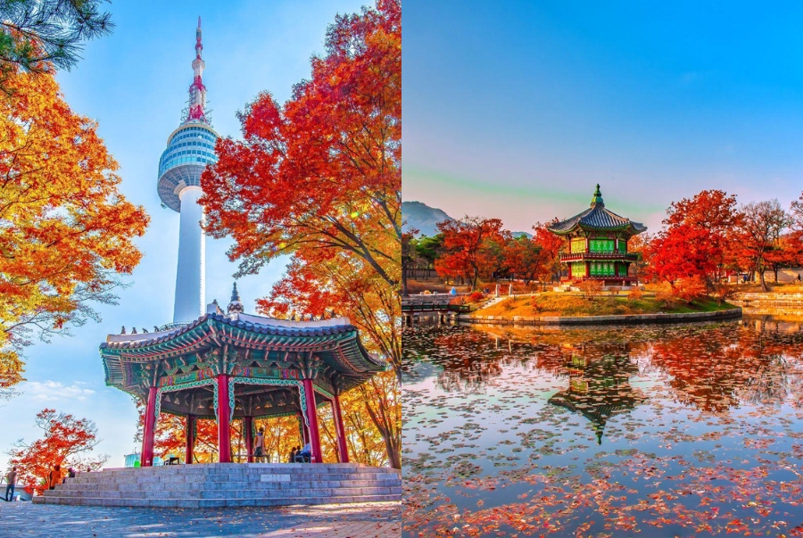 Mùa thu là lúc Seoul đắm chìm trong sắc vàng đỏ của lá phong và ngân hạnh