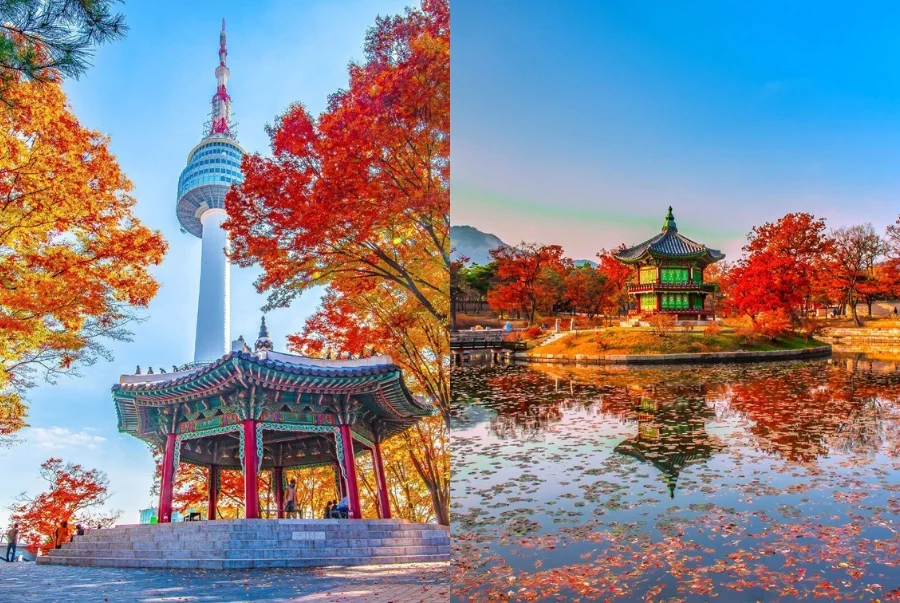 Mùa thu là lúc Seoul đắm chìm trong sắc vàng đỏ của lá phong và ngân hạnh