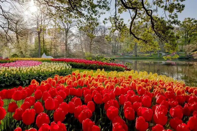 Vườn Keukenhof ở Hà Lan