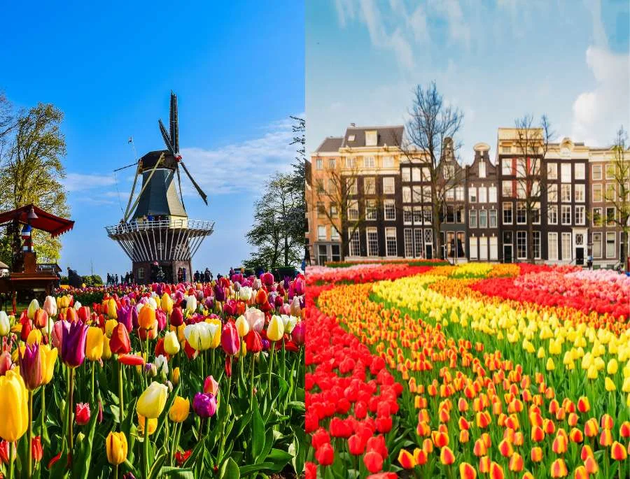 Hoa tulip và cối xay gió là biểu tượng hoàn hảo của Hà Lan vào mùa xuân
