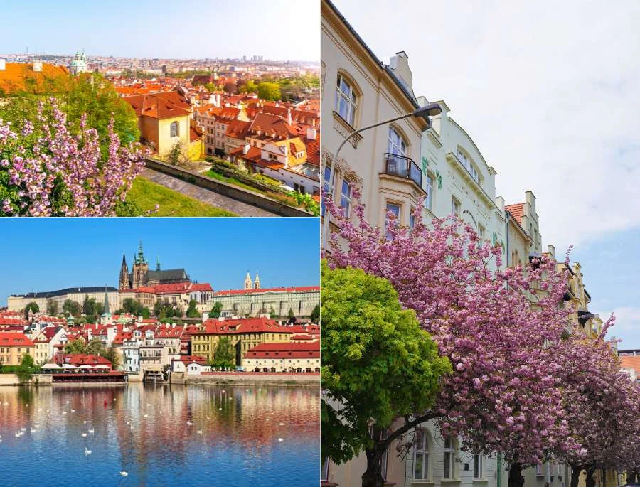 Thành phố Prague trở nên rực rỡ hơn bao giờ hết với khung cảnh muôn hoa đua nở