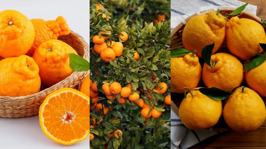 Quýt Jeju - Hương vị ngọt ngào đến từ Hàn Quốc
