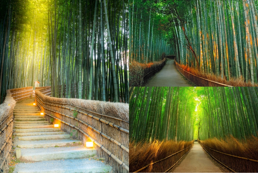 Trong văn hoá Nhật Bản thì cây tre tượng trưng cho sự bền bỉ, ngay thẳng và khả năng vươn lên mạnh mẽ