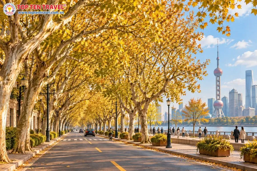 Những hàng cây ngô đồng chuyển vàng tạo nên khung cảnh lãng mạn trên các con phố Thượng Hải