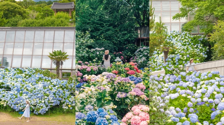 Mùa hoa cẩm tú cầu tại Camellia Hill rực rỡ khiến nhiều du khách say mê