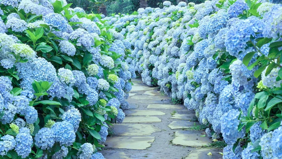 Camellia Hill là một khu vườn thực vật rộng lớn và nổi tiếng nằm tại hòn đảo Jeju, Hàn Quốc