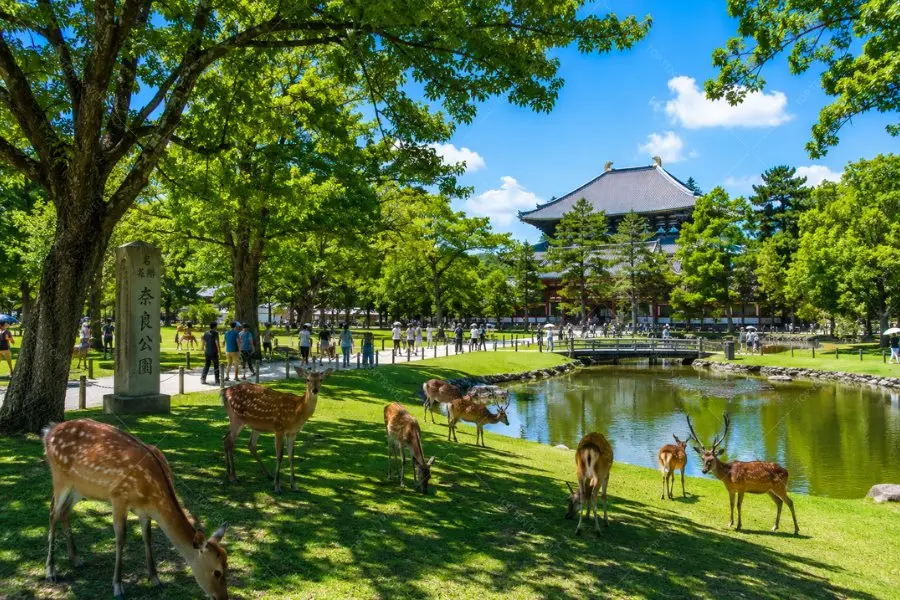 Khung cảnh xanh mát tại Công viên Nara mùa hè