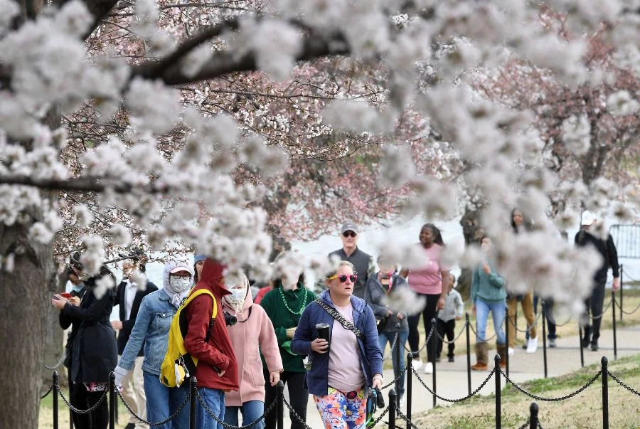 Khung cảnh ngập tràn sắc hoa anh đào tại Cherry Hill Orchard