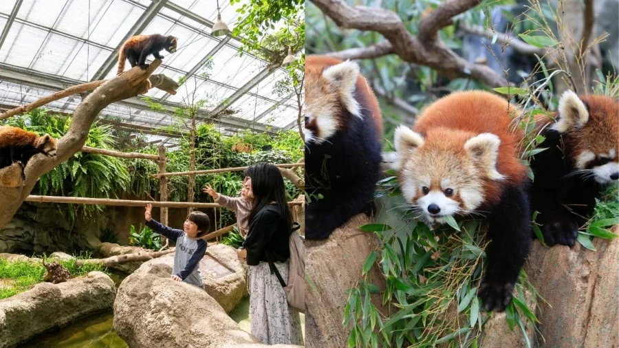 Kobe Animal Kingdom là một công viên động vật tương tác tuyệt vời, khác biệt so với các sở thú truyền thống