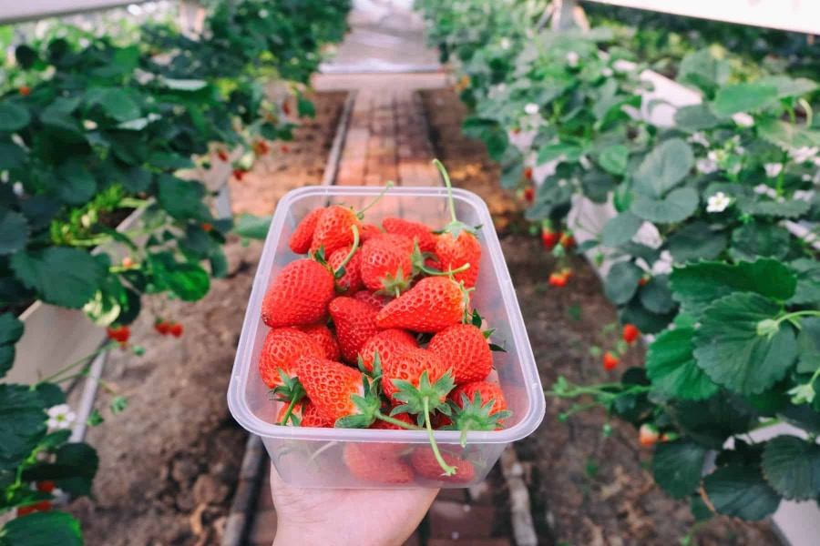 Những trái dâu đỏ mọng, căng mọng nước tại Niikura Noen hứa hẹn sẽ mang đến cho bạn hương vị tuyệt vời khó quên