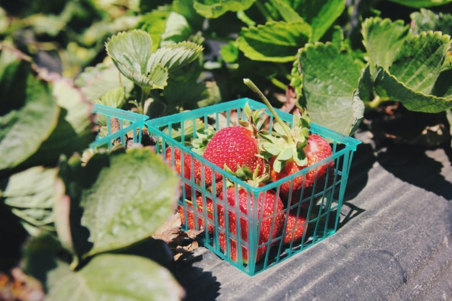 Grandberry được biết đến là một trong những vườn dâu nổi tiếng tại Nhật Bản mà bạn không nên bỏ lỡ