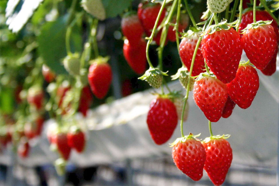 Strawberry Hunt - Vườn dâu tây tại Saitama nổi tiếng với những giống dâu tây mọng nước và ngọt ngào