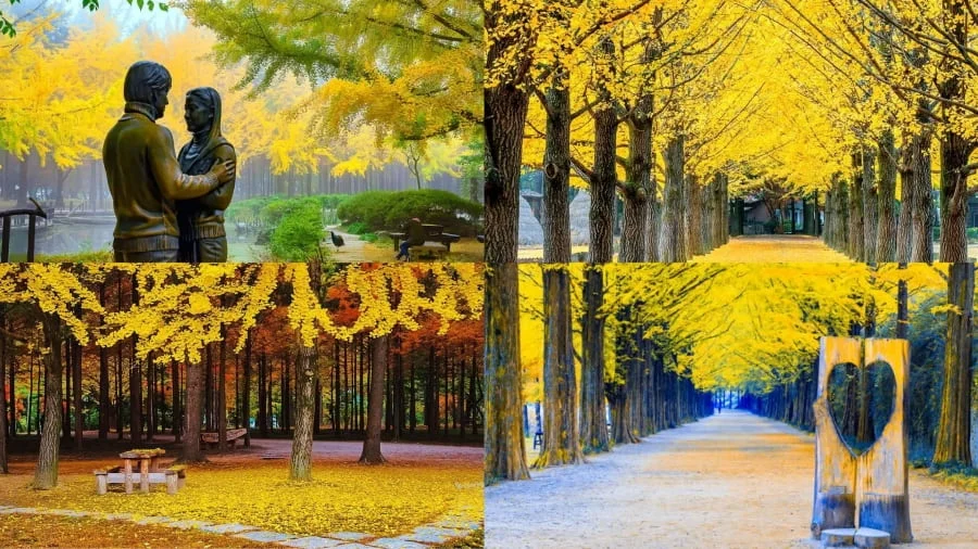 Đảo Nami vẫn là một trong những địa điểm ngắm lá vàng Hàn Quốc vô cùng nổi tiếng