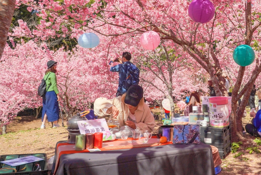 Công viên Lohas là địa điểm lý tưởng để du khách ngắm vẻ đẹp của anh đào nở rộ