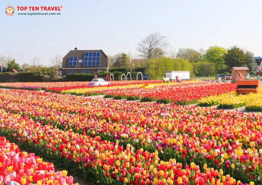 Mùa xuân là mùa hoa tulip nở rộ rực rỡ tại Châu Âu