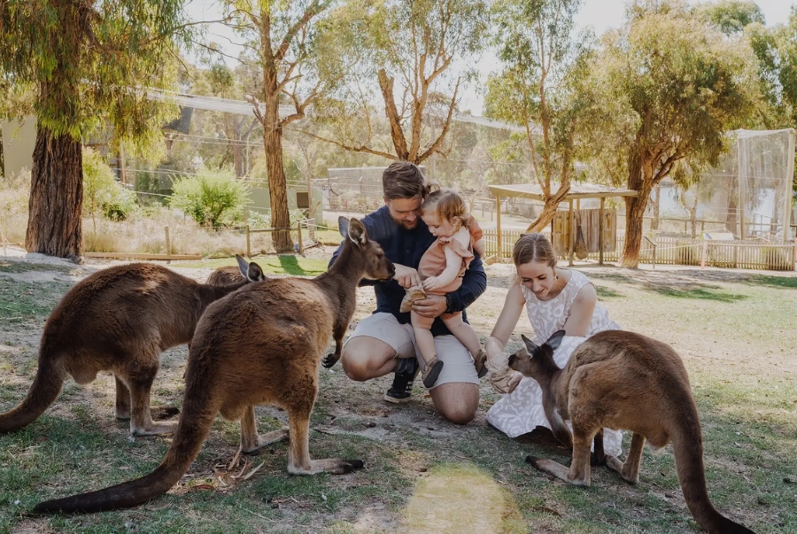 Khi đến Wildlife Park du khách có thể trực tiếp gặp gỡ các chú chuột túi