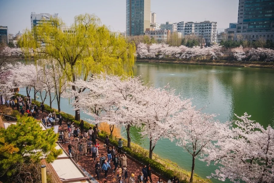 Thời gian tổ chức lễ hội hoa anh đào Yeouido thường rơi vào tháng 4 hàng năm