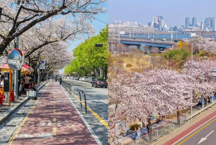 Lễ hội hoa anh đào Yeouido được tổ chức tại đảo Yeouido