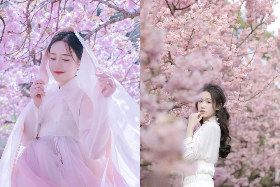 Yeouido là một trong những địa điểm check-in hoa anh đào đẹp nhất