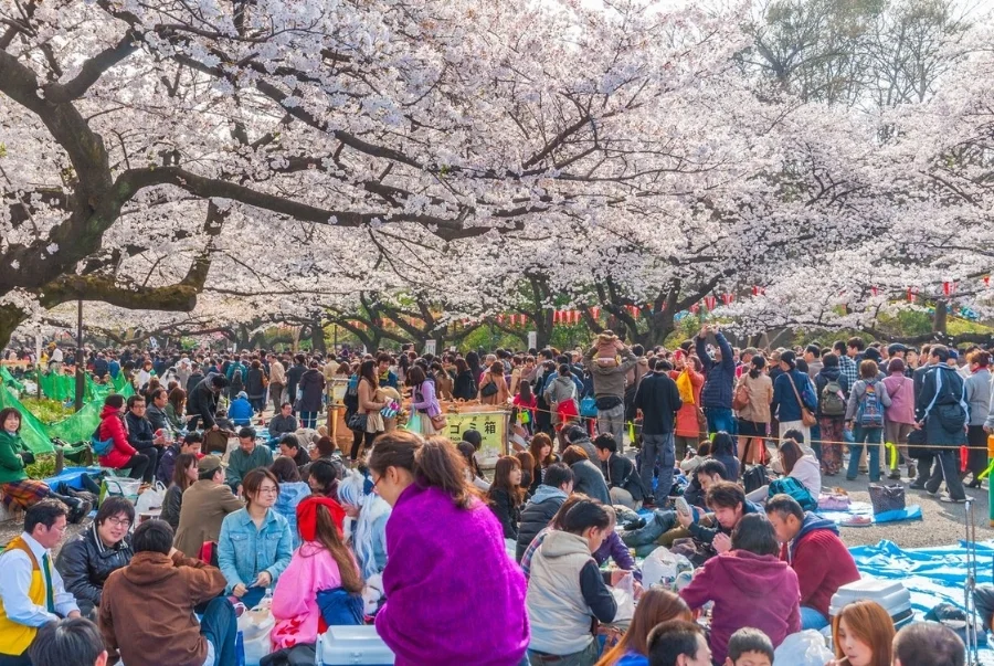 Nét văn hoá Hanami được hình thành từ hơn 1000 năm trước