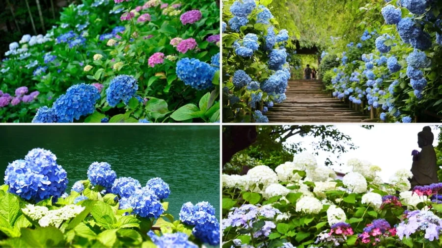 Đền Hasedera là một điểm đến tuyệt vời để chiêm ngưỡng vẻ đẹp lay động lòng người của mùa hoa cẩm tú cầu Nhật Bản