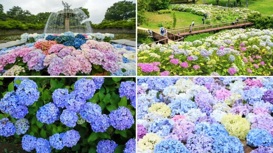 Công viên Showa Kinen tại Tokyo là một trong những điểm đến hấp dẫn để thưởng thức vẻ đẹp của mùa hoa cẩm tú cầu Nhật Bản
