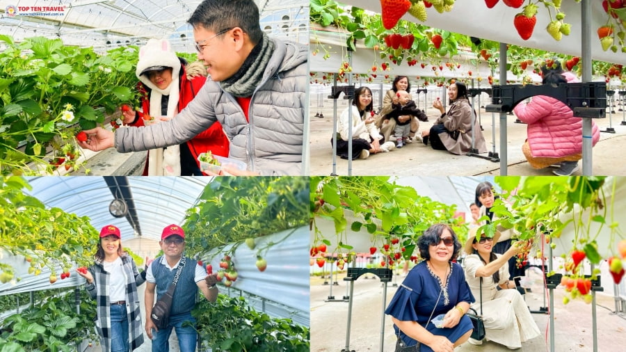Những vị khách nhà Top Ten Travel đã có một hành trình du lịch Nhật Bản tham quan vườn dâu vô cùng thú vị