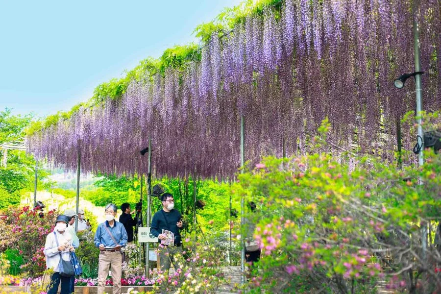 7 địa điểm ngắm hoa tử đằng đẹp nhất tại Nhật Bản