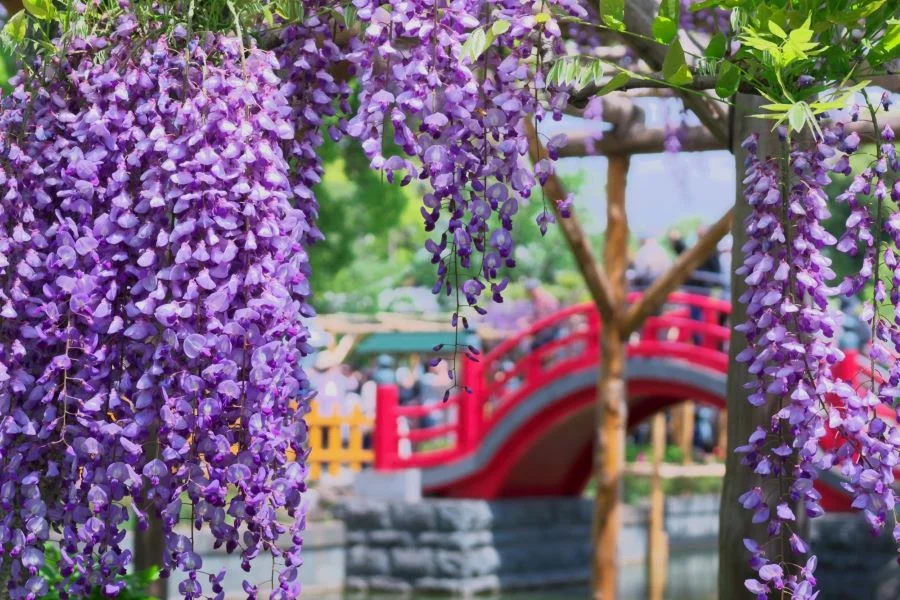 7 địa điểm ngắm hoa tử đằng đẹp nhất tại Nhật Bản
