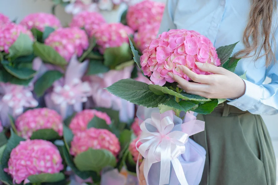 Những bông hoa Cẩm Tú Cầu với sự đa dạng về màu sắc