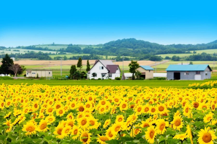 Hoa Hướng dương là loài hoa kiêu hãnh, vươn mình lên đón nắng