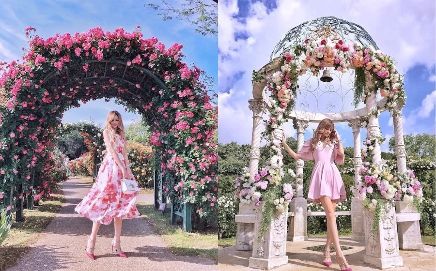 Các vườn hoa hồng Nhật Bản bắt đầu nở rộ vào khoảng tháng 10