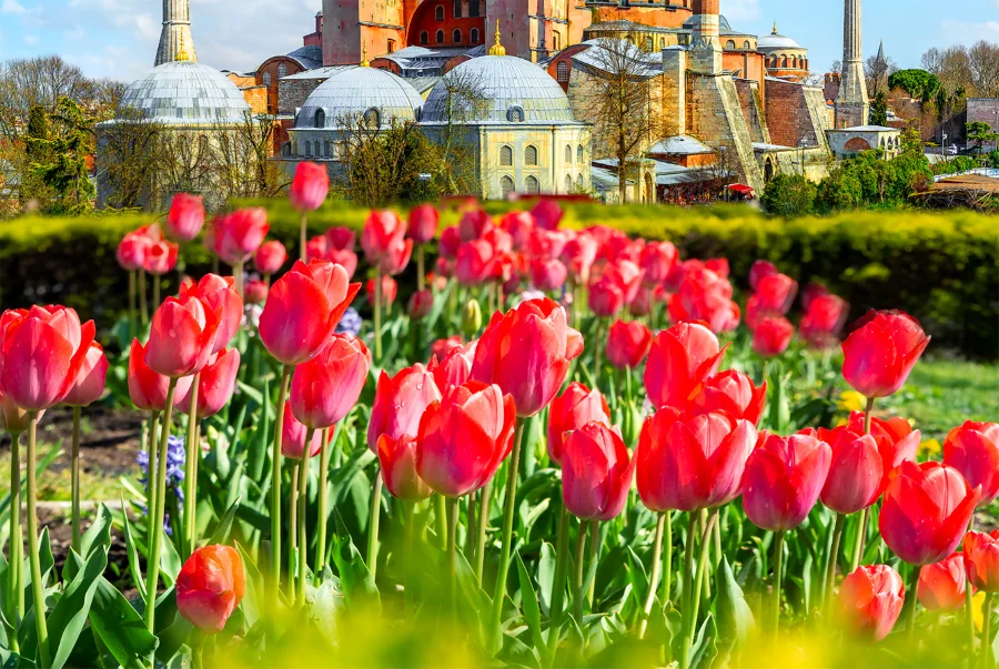 Những bông hoa Tulip khoe sắc thắm giữa khung trời bình yên