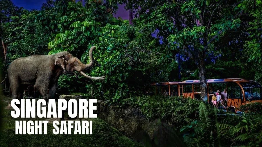 Night Safari với diện tích 40 ha hiện đang là nơi sinh sống của hơn 1000 loài động vật khác nhau.