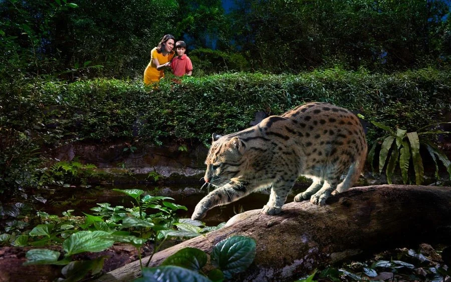 Night Safari với diện tích 40 ha hiện đang là nơi sinh sống của hơn 1000 loài động vật khác nhau.
