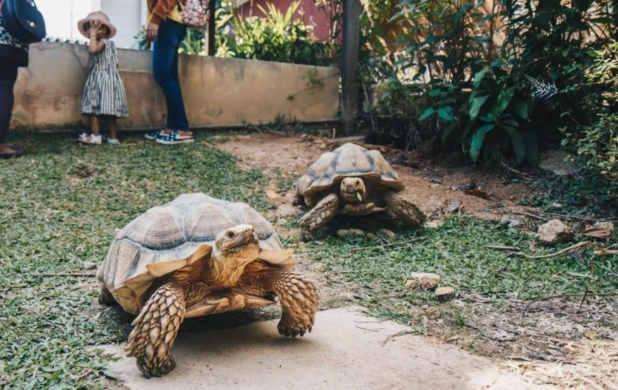  Bảo Tàng Rùa Singapore sở hữu số lượng rùa lớn