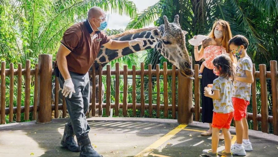 Singapore Zoo hiện đang là ngôi nhà chung của hơn 2800 cá thể động vật