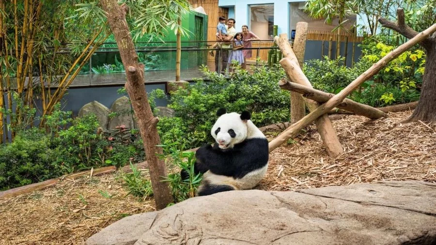 Singapore Zoo hiện đang là ngôi nhà chung của hơn 2800 cá thể động vật