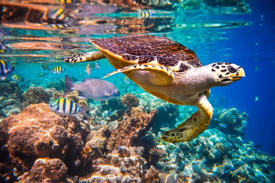 Thuỷ Cung S.E.A Aquarium Singapore là một trong những thủy cung lớn nhất trên thế giới