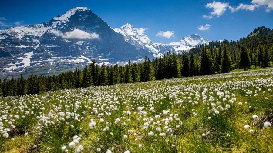 Grindelwald Thụy Sĩ giữa khung cảnh núi Alps vào mùa xuân