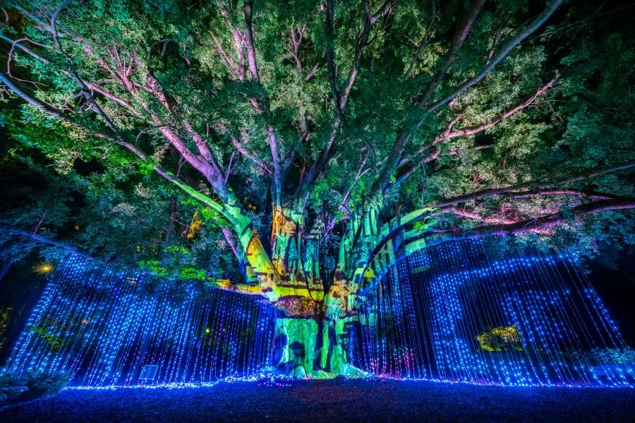 Khung cảnh lung linh ngập tràn ánh sáng tại khu vườn City Botanic Gardens
