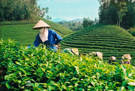 Doi che Bao Loc Thời tiết ở Bảo Lộc rất thuận lợi để phát triển cây chè.