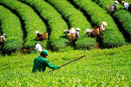 Doi che Bao Loc Những đồi chè xanh mát luôn là địa điểm lý tưởng để cho du khách tham quan và chụp hình.